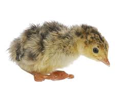 A day old turkey